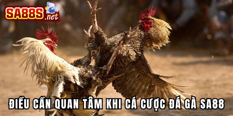 Điều cần quan tâm khi cá cược đá gà tại Sa88