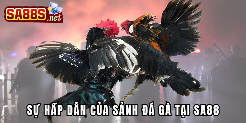 Sự hấp dẫn của sảnh đá gà tại Sa88 thu hút đông đảo người chơi